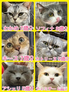 🐾今日の里親様募集中ニャンコ🐱メンバーです🐾2023,2,23【保護犬カフェ天神橋店】